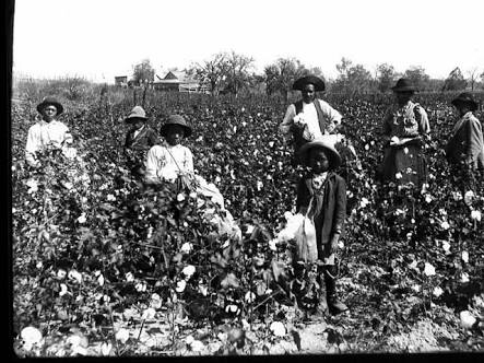 1800s slavery slaves cotton georgia slave picking fields plantations takes action african children timetoast